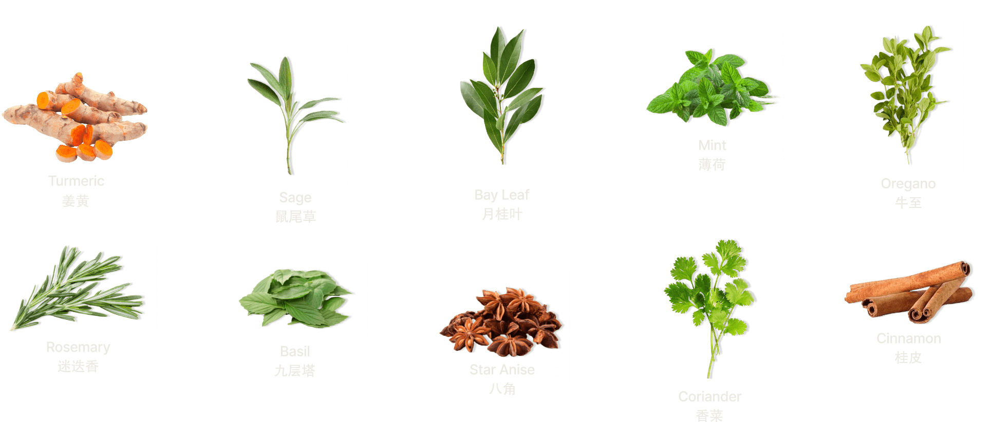 LP-herbs-01