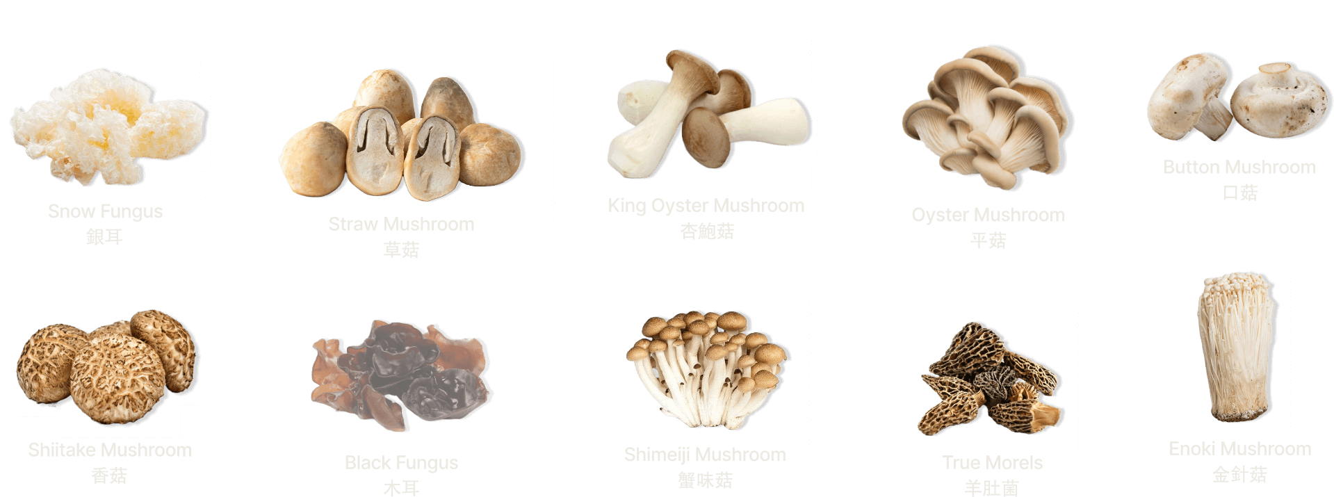LP-mushroom-01